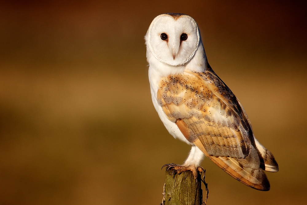 a barn owl perched on a wooden stump