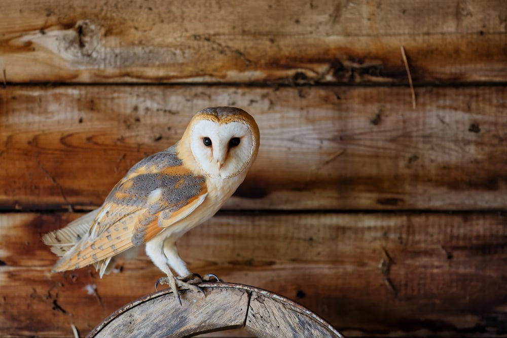 image of a barn own on an old barn