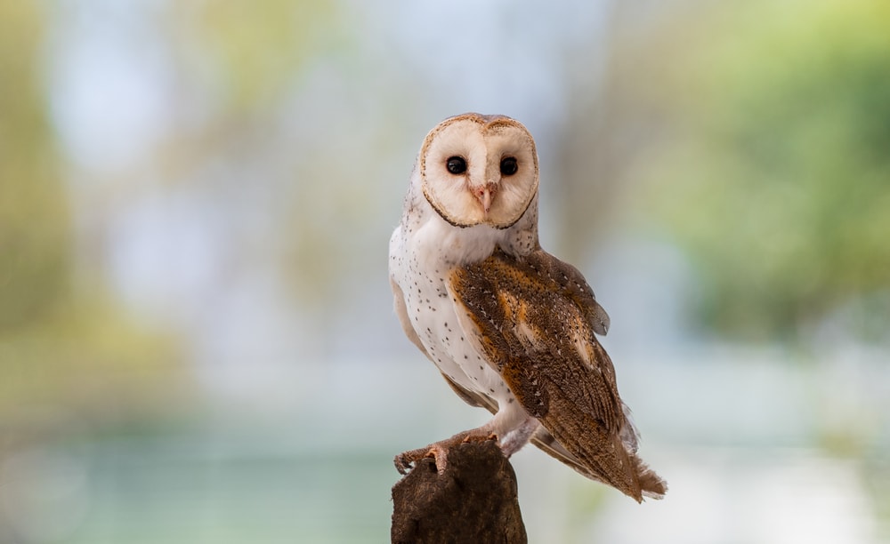 barn owl on a tree stump