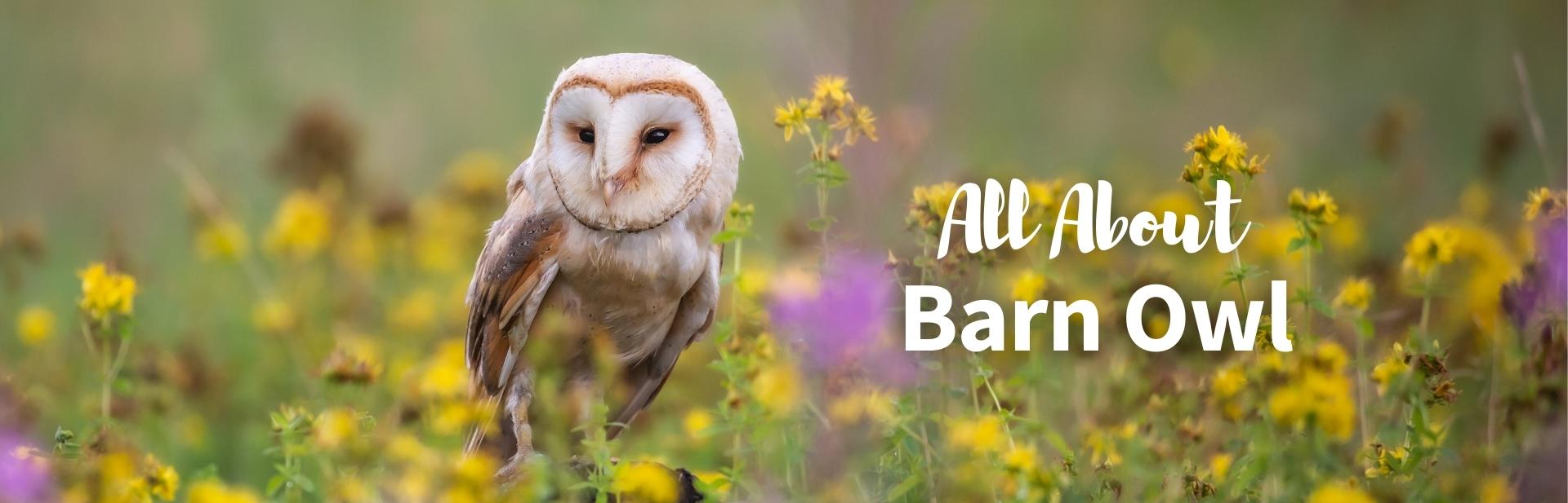 barn owl featured image