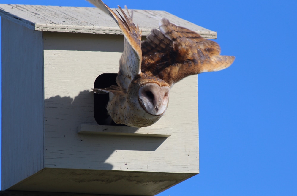 image of a barn owl leaving a nest box