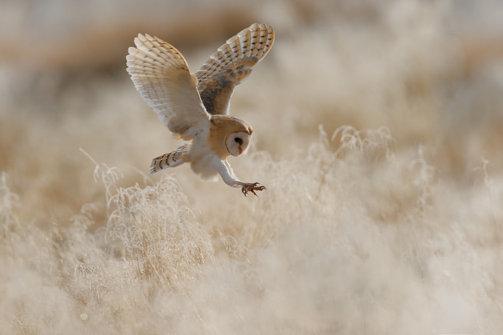 a barn owl getting ready to pounce on its prey
