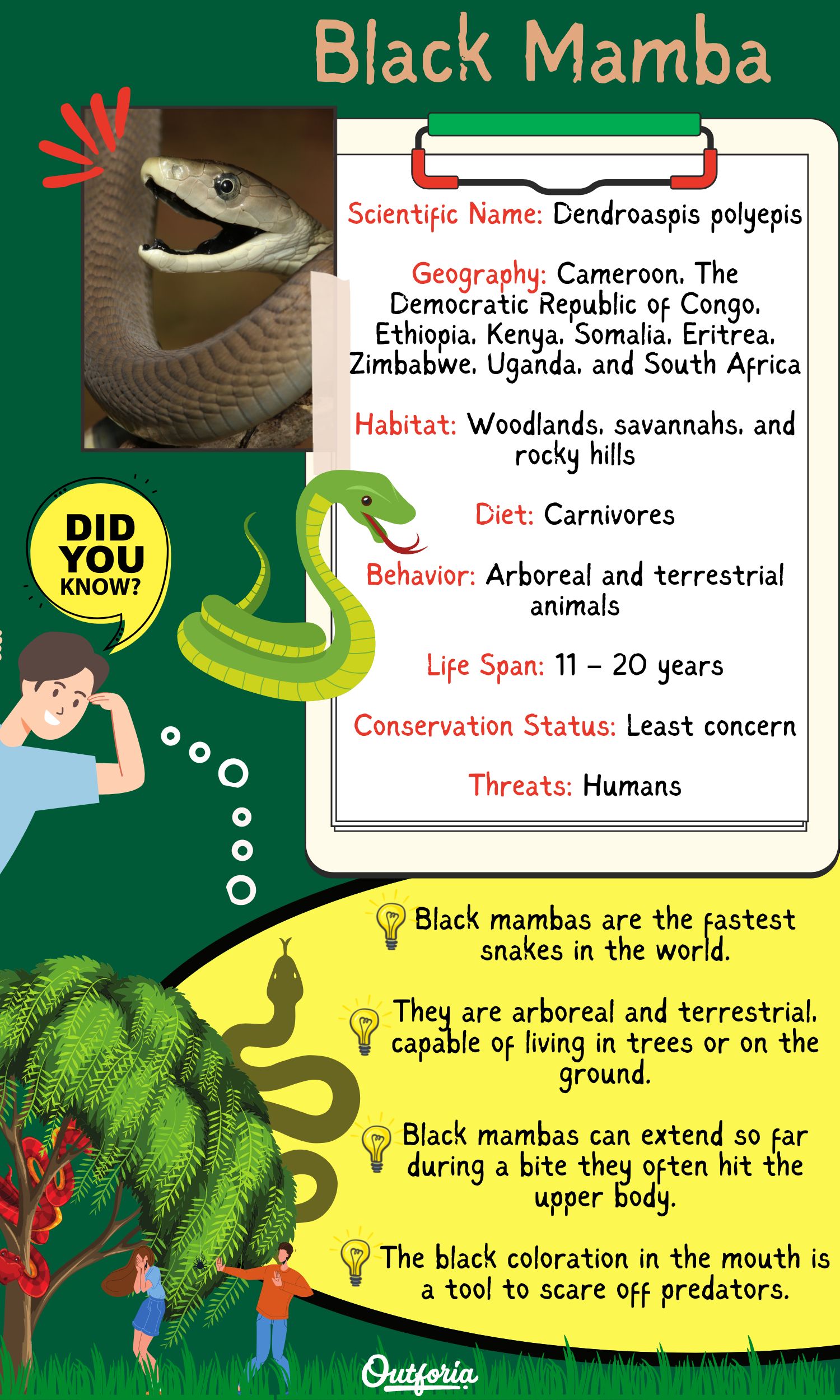 Chart of black mamba complete with facts, photos, and more