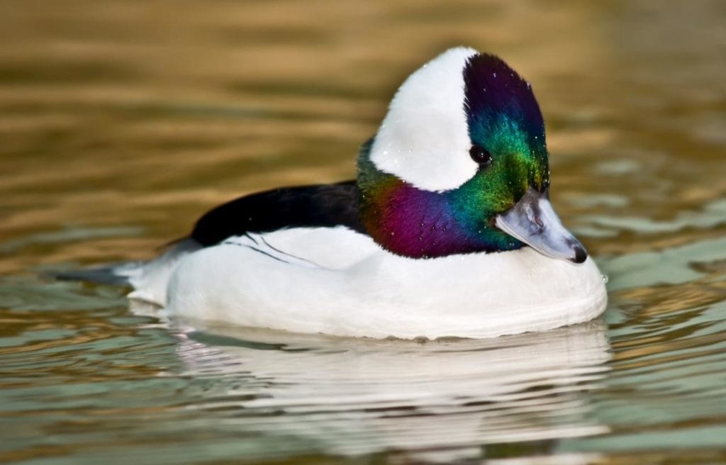 closeup of a bufflehead swimming on a lake