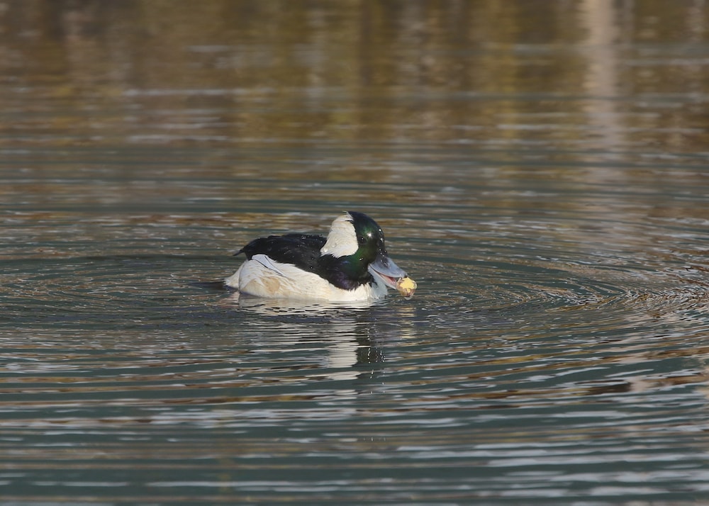 a bufflehead with a catch in its mouth