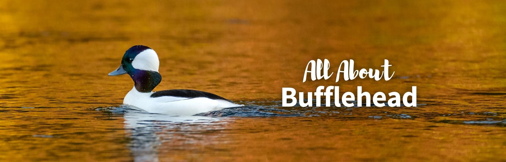 bufflehead featured image