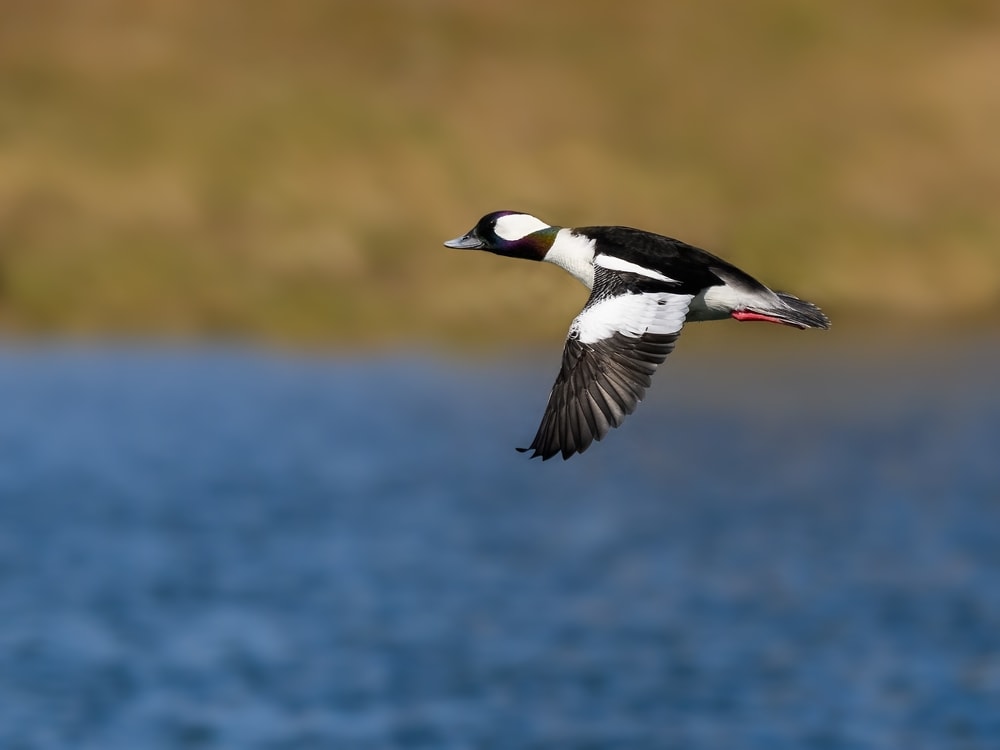 image of a bufflehead flying over a pond
