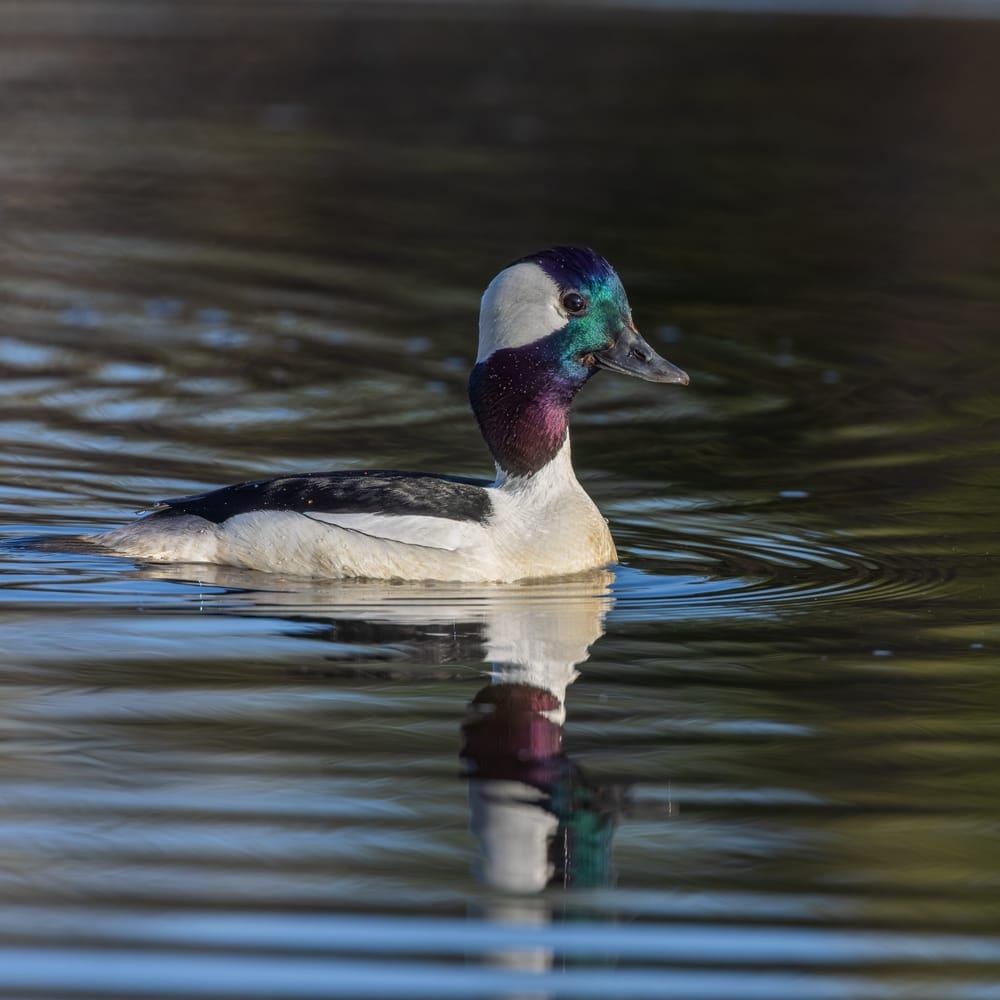 a bufflehead swimming on a lake