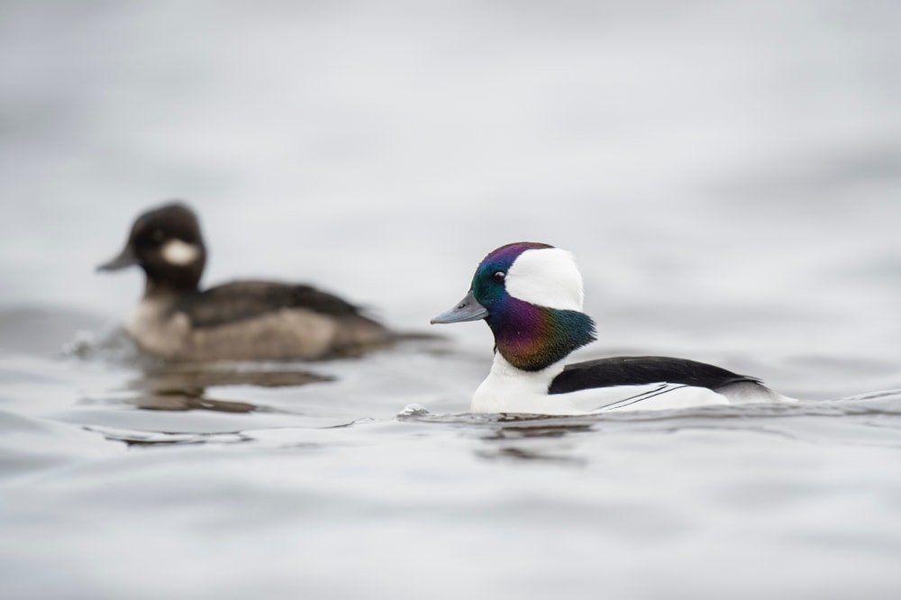 a male and female bufflehead swimming together
