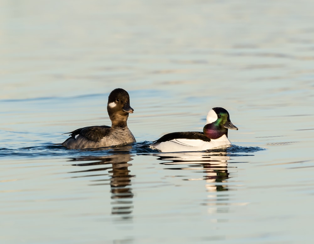 a male and female bufflehead swimming together