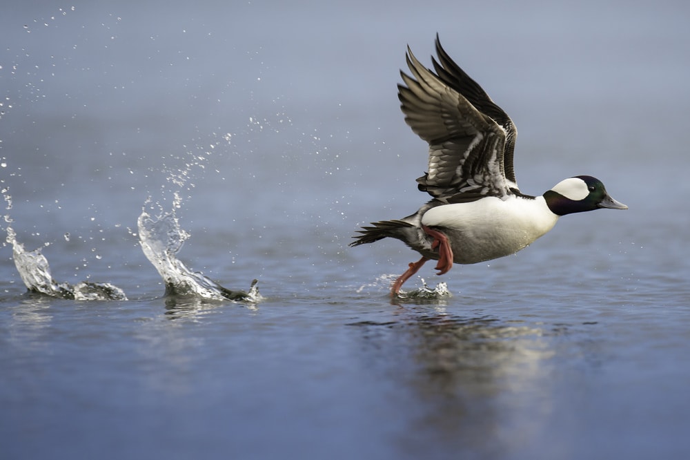 a bufflehead running ang getting ready to fly