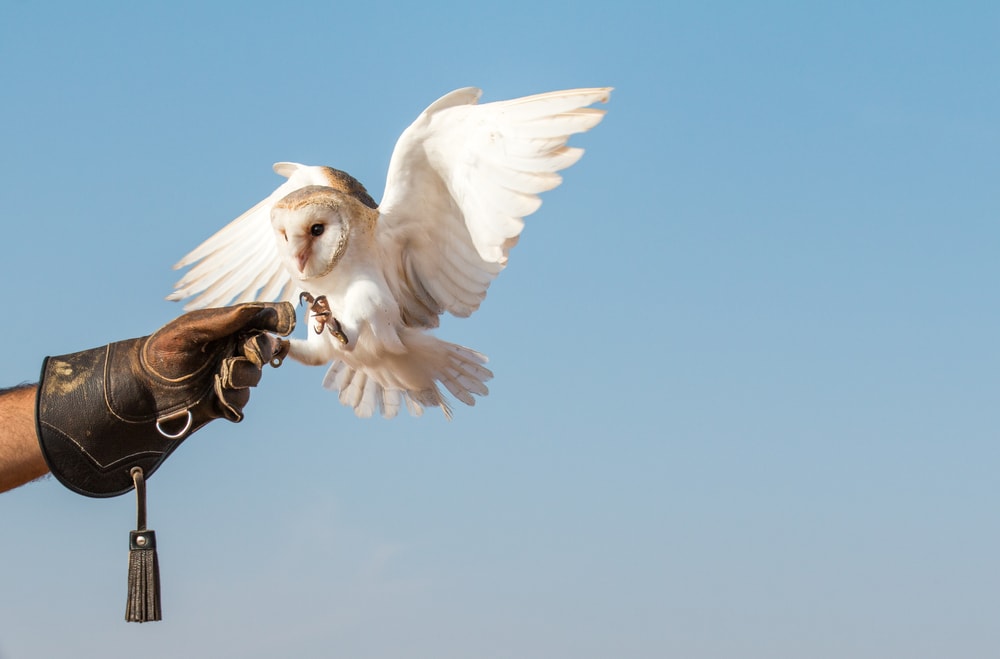 a barn owl landing on a human hand
