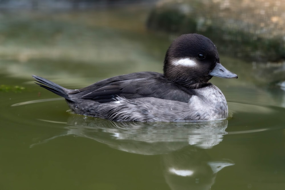 image of a female bufflehead swimming on a a lake