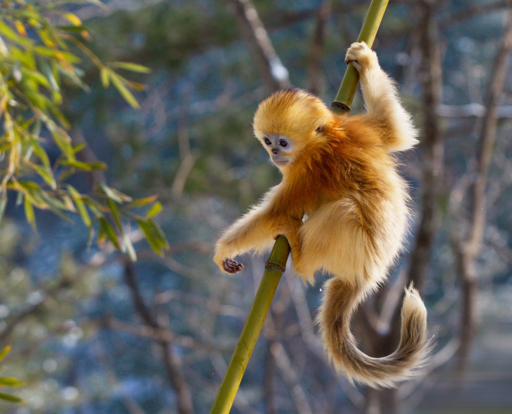 Mini golden snub nose monkey swinging around a wood