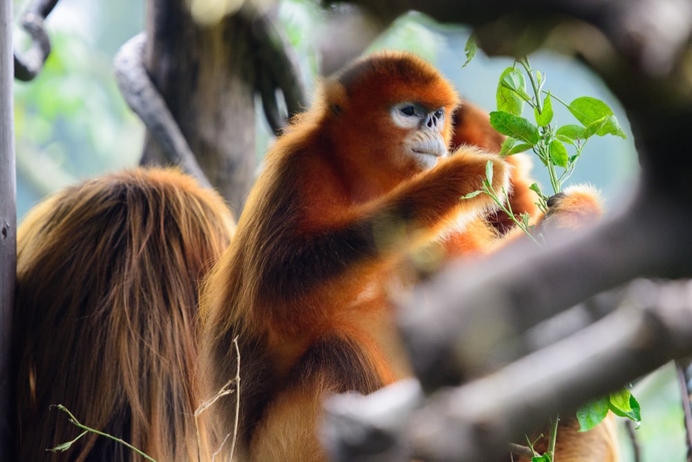 Golden snub-nosed monkey eating leaves