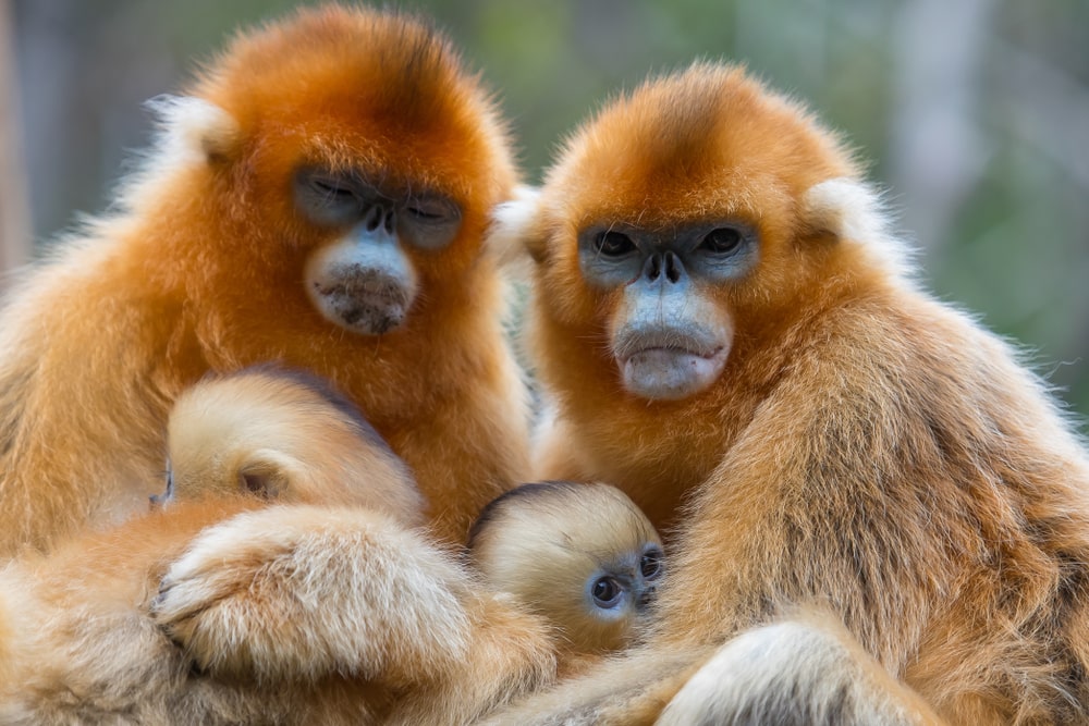 Family of golden snub nosed hugging each other