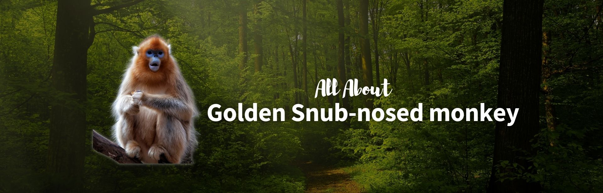 Golden snub-nosed monkey featured image