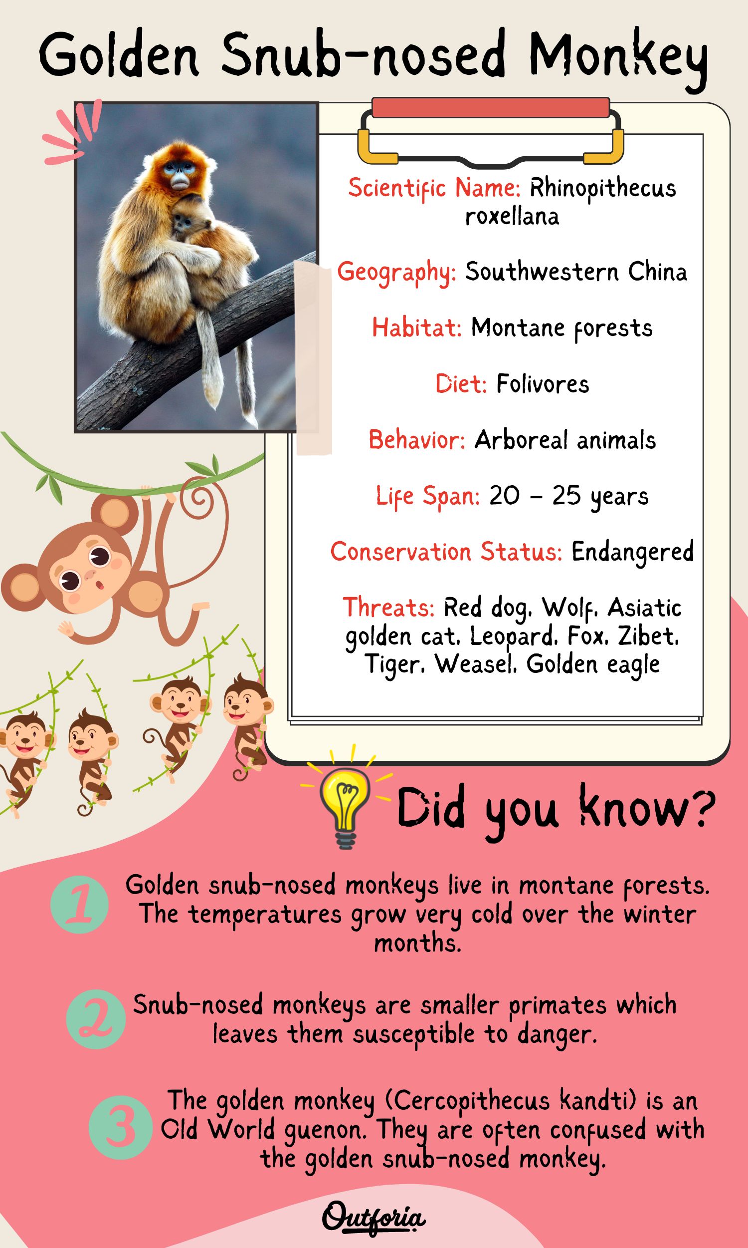 Chart of the Golden Snub-nosed monkey specie with photo, facts, classification and more