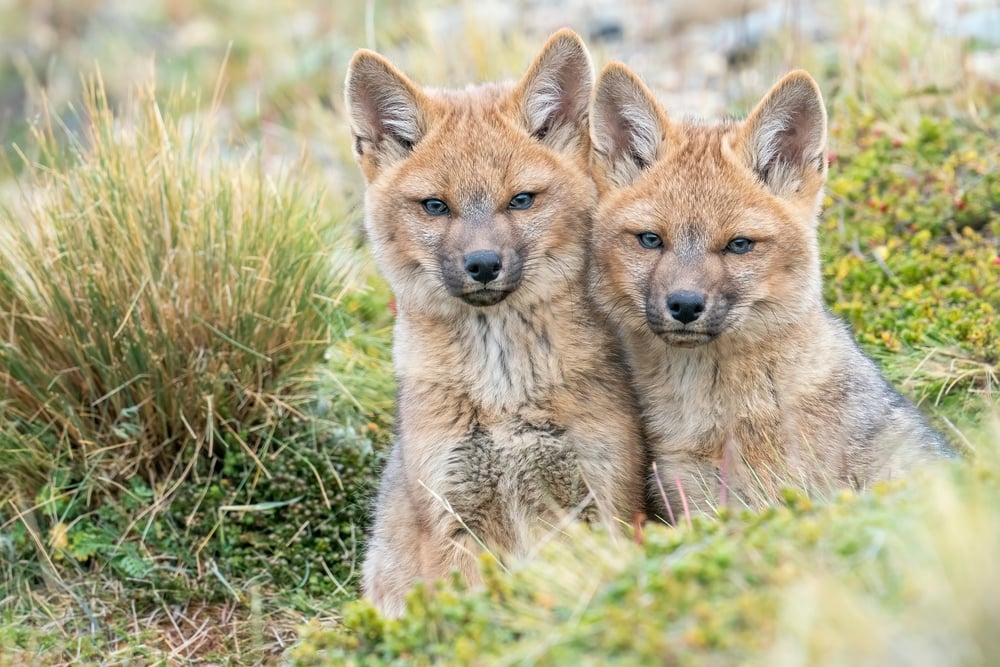 Two gray fox close to each other