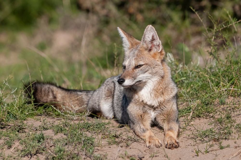 Sleepy gray fox on the ground