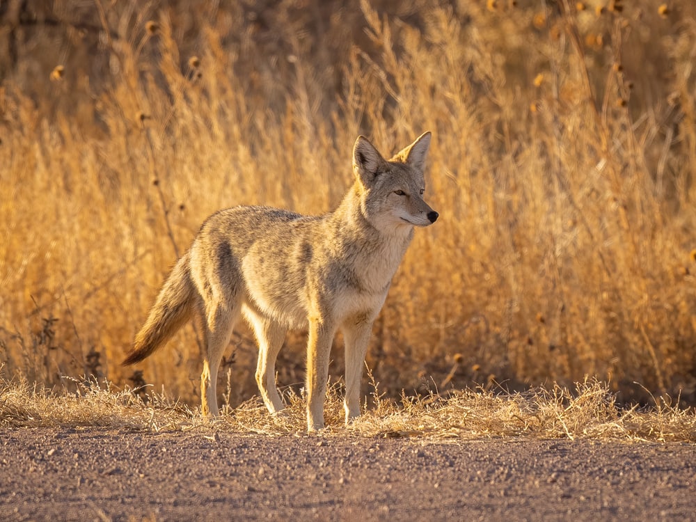 Gray fox standing in the side of the road