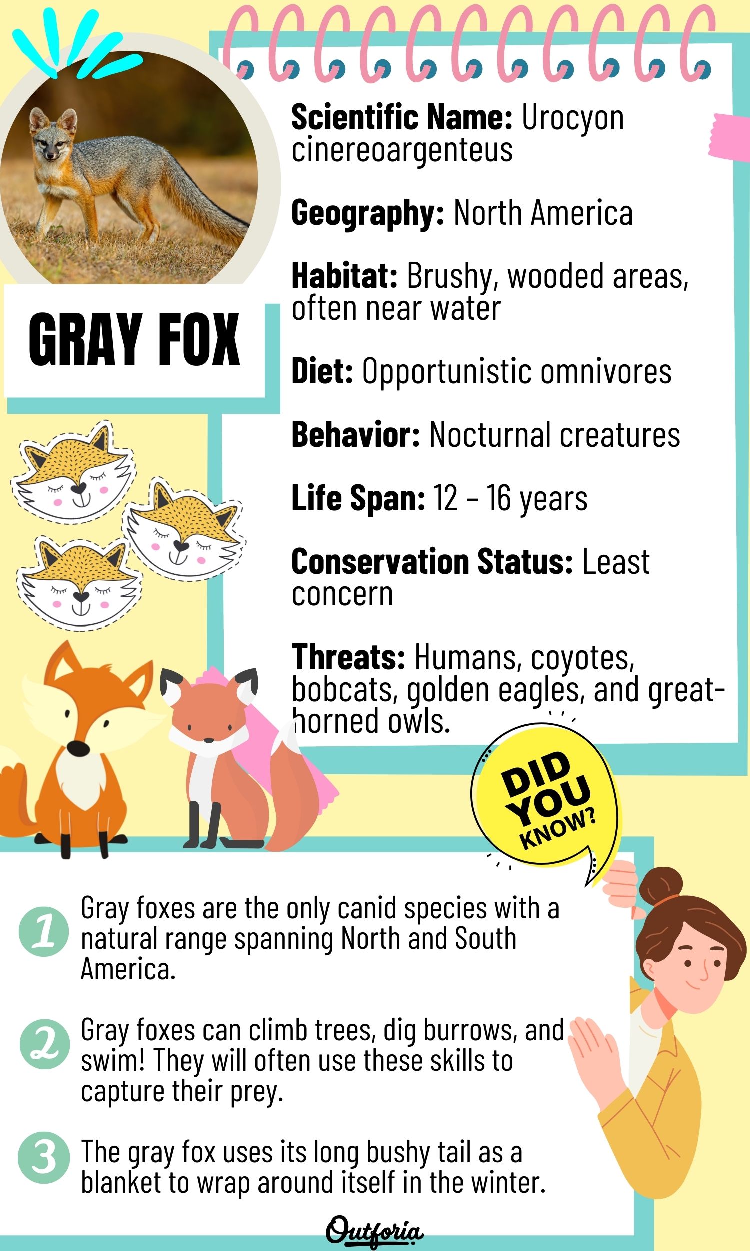 Chart of gray fox complete with facts, photos, and more