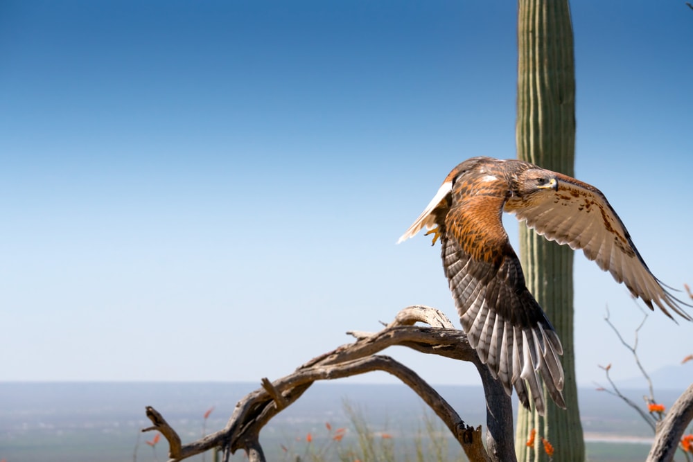 image of a Ferruginous Hawk flying over Sonoran desert