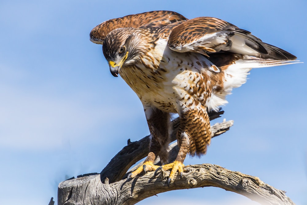 image of a Ferruginous Hawk on a tree brnach