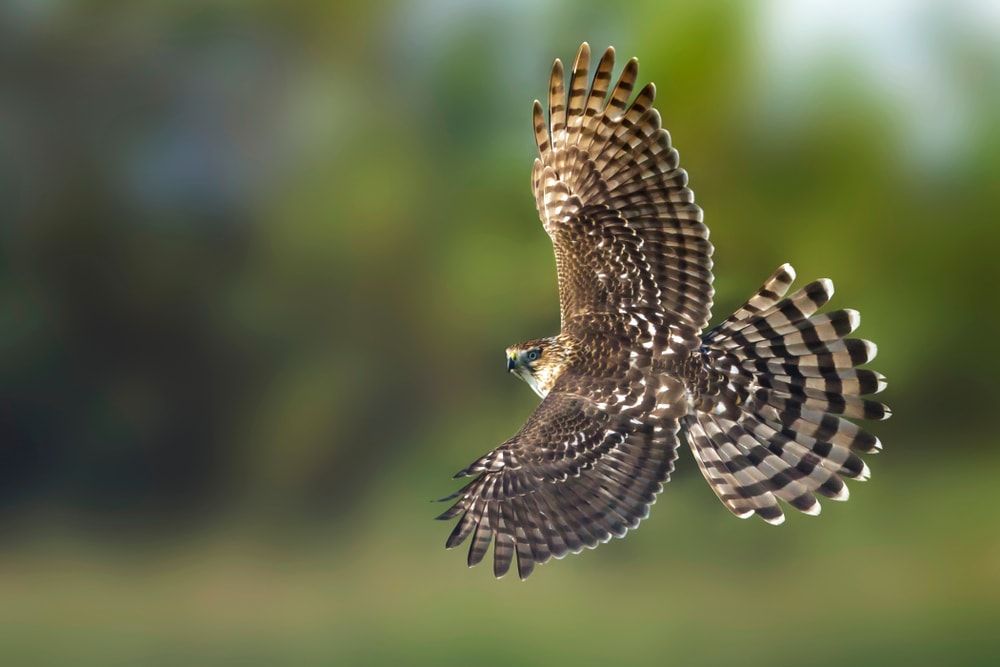 Immature Cooper's Hawk (Accipiter cooperii) in flight over Chambers County, Texas, USA