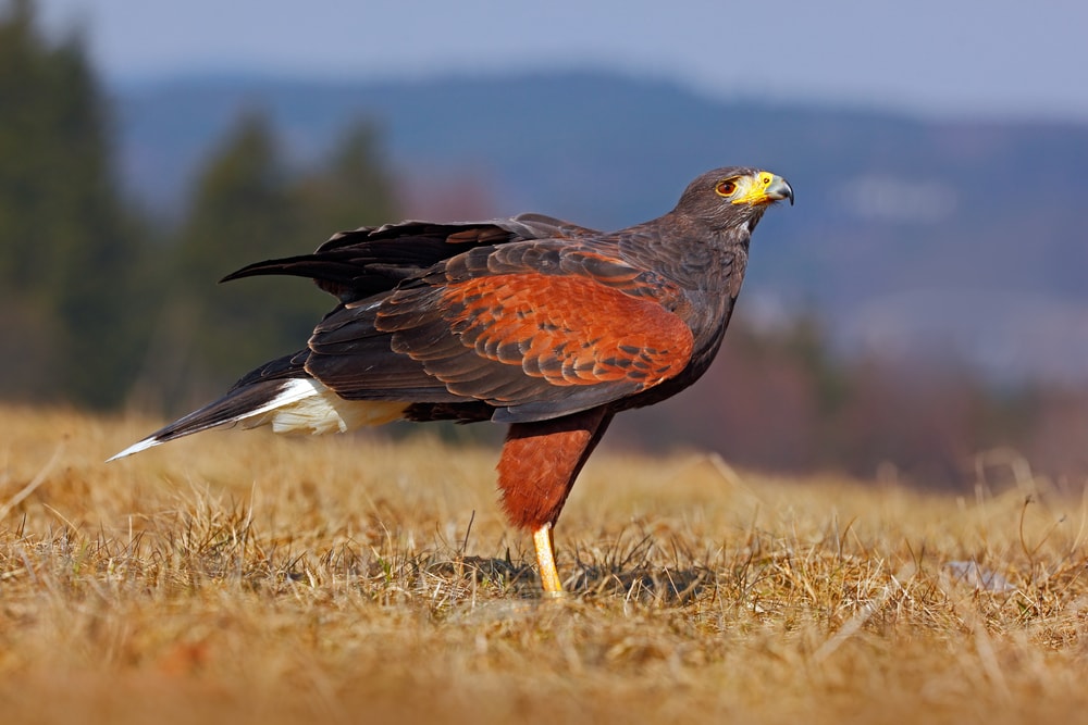 image of a Harris hawk standing on grass
