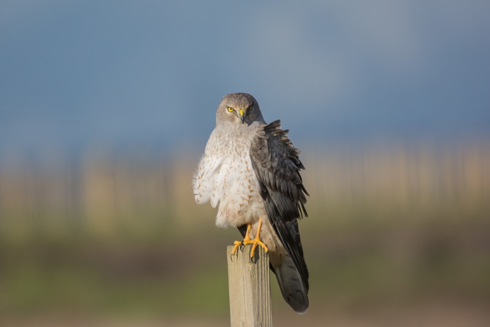 image of a Northern Harrier (Circus Hudsonius) perched on small fence