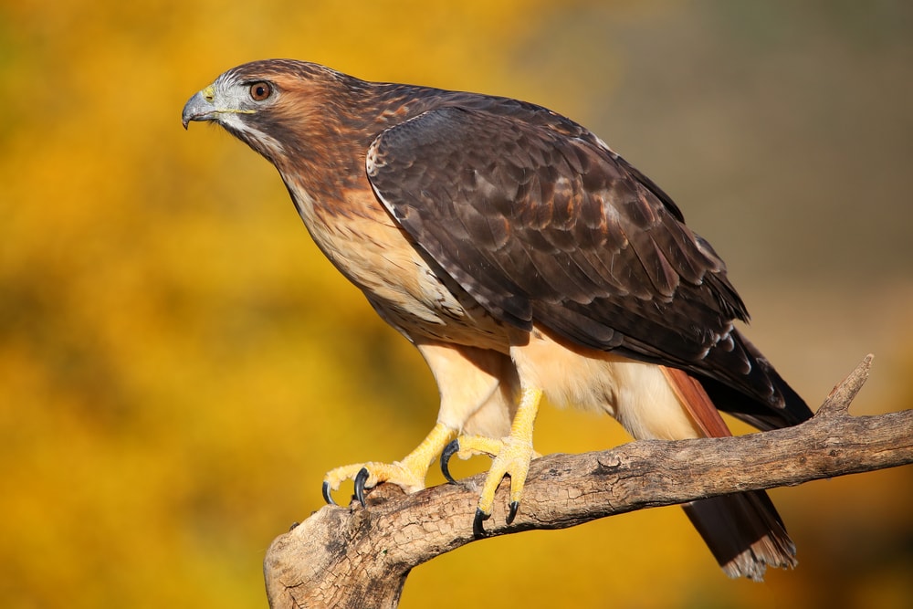 image of a red-tailed hawk perched on a tree branch