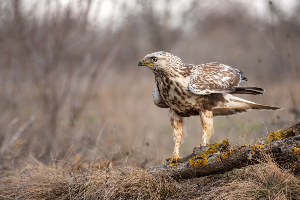 image of a Rough-legged Buzzard, Buteo lagopus, stands on a broken branch