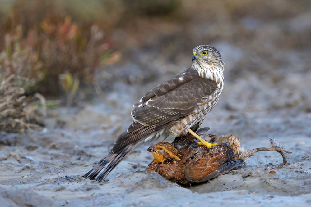 a sharp-shinned hawk (Accipiter striatus) standing on a caught prey in Chambers County, Texas, USA,