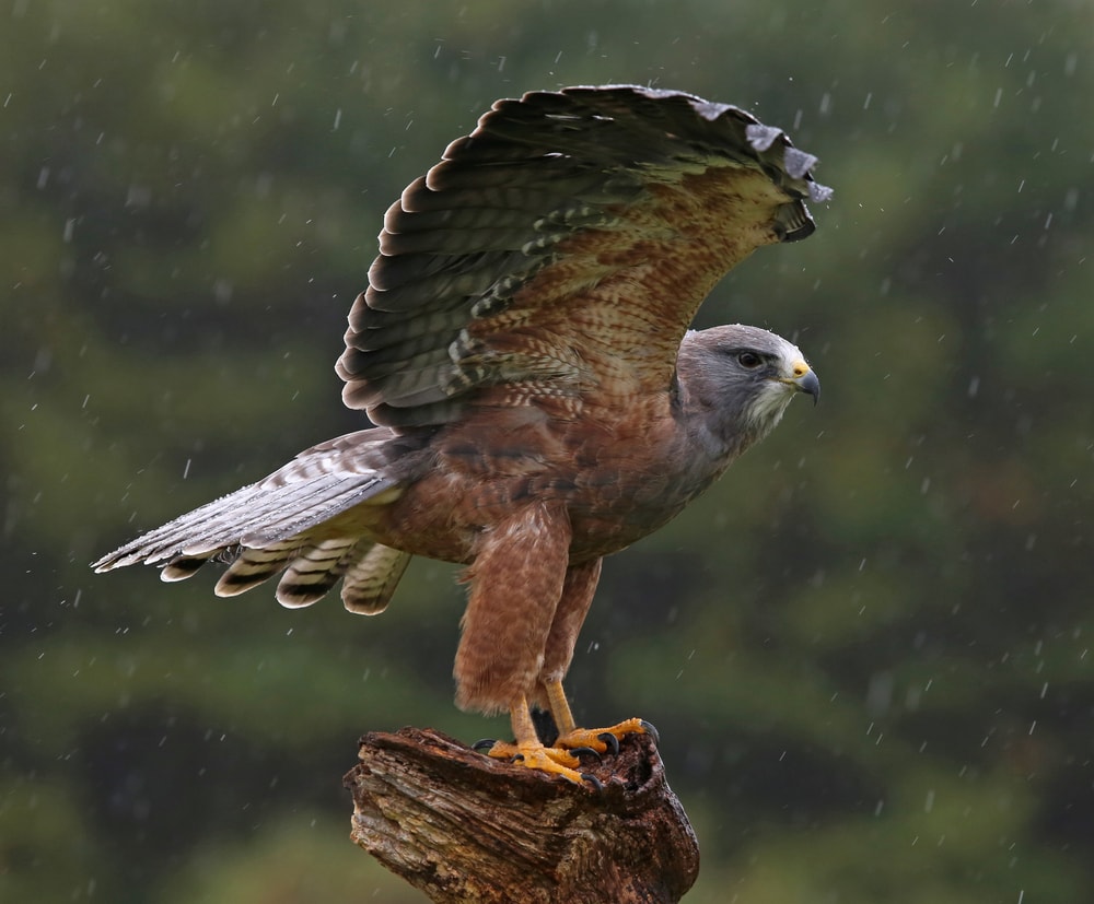 image of a Swainson's hawk opening its wings during a rainy day