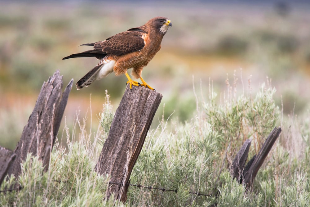 a Swainson's hawk perched on a wood stump