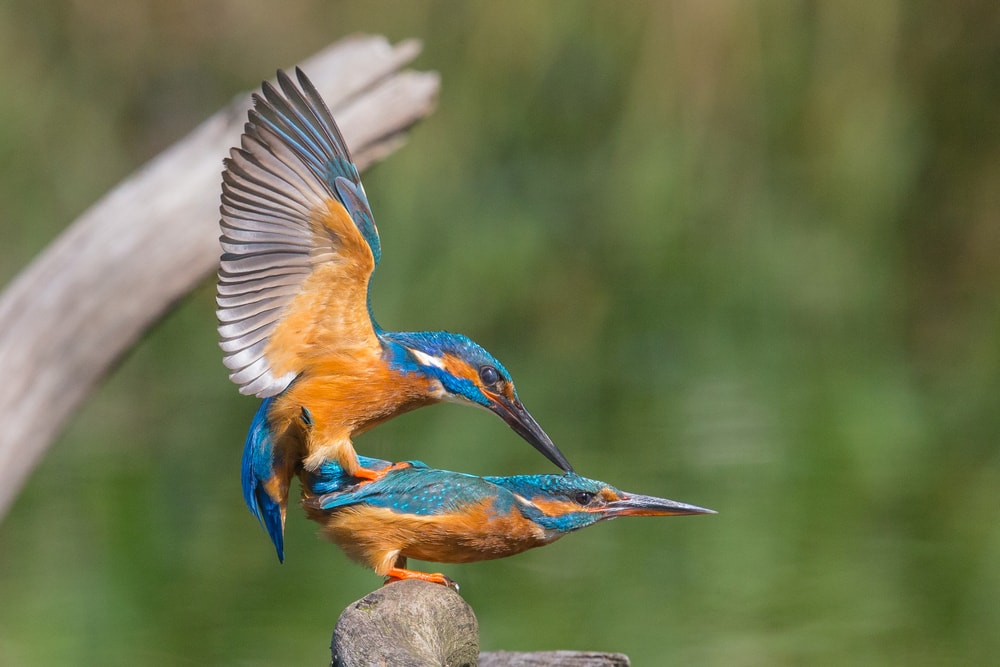 two little birds mating on top of a wood