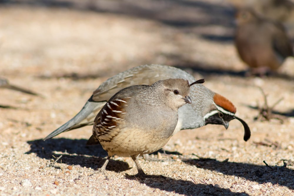 Two birds walking on soil