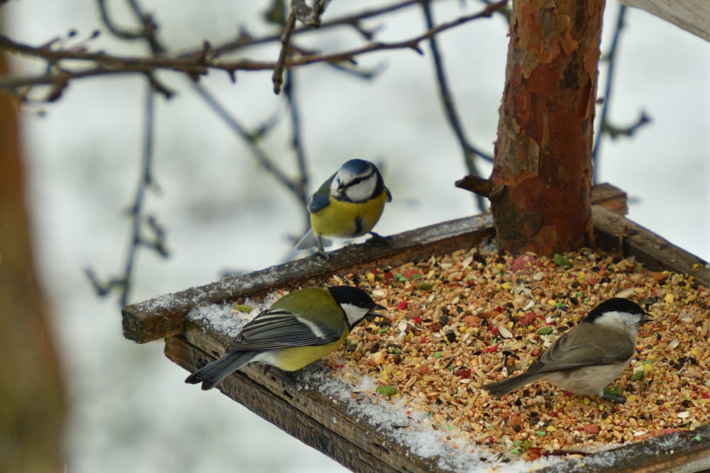 Bird eating sunflower seeds
