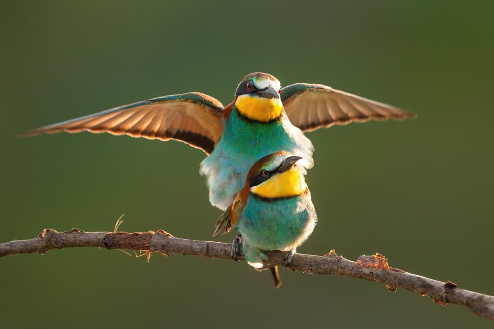 Birds courting each other on a stick