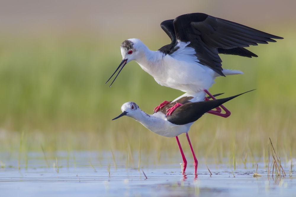 Male bird on top of a female bird