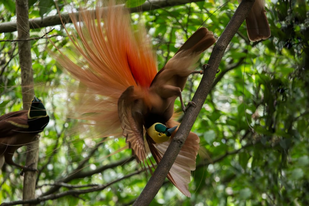 Brown bird being upside down on a tree
