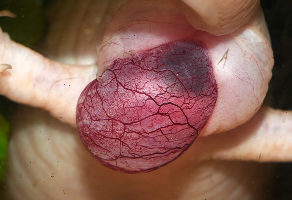 Close up photo of cloaca