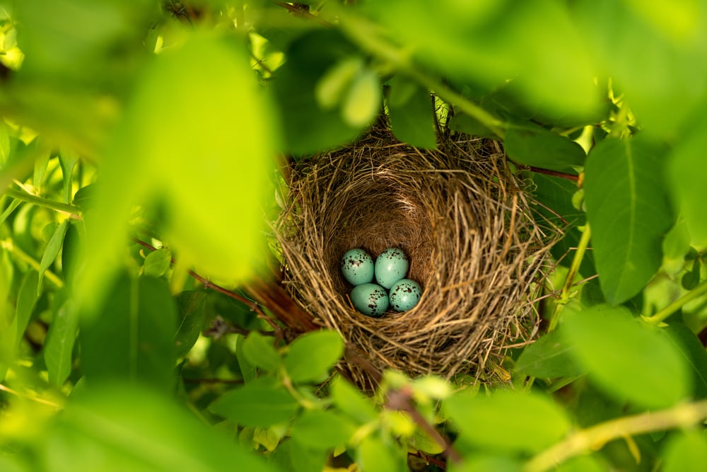 Egg on a nest being hidden on a tree