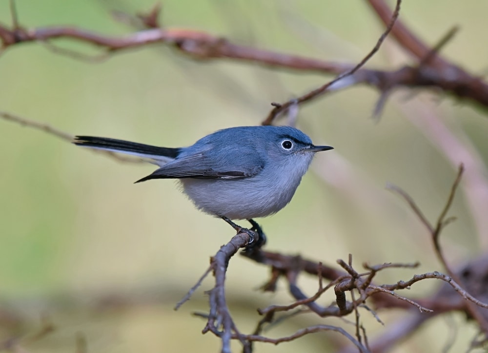 Bird standing on a thorny stick