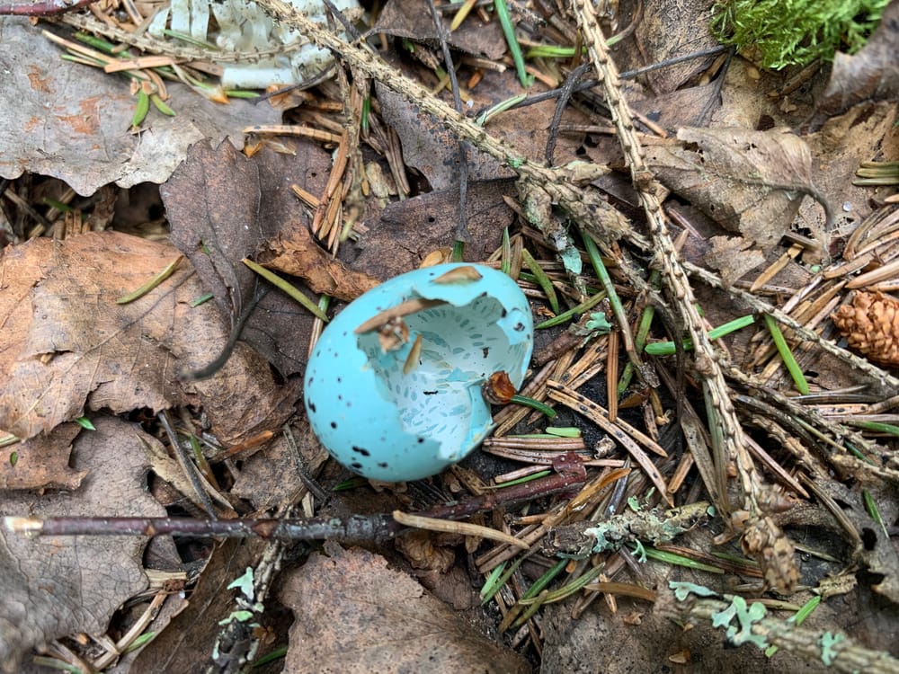 Broken egg spotted in the wild