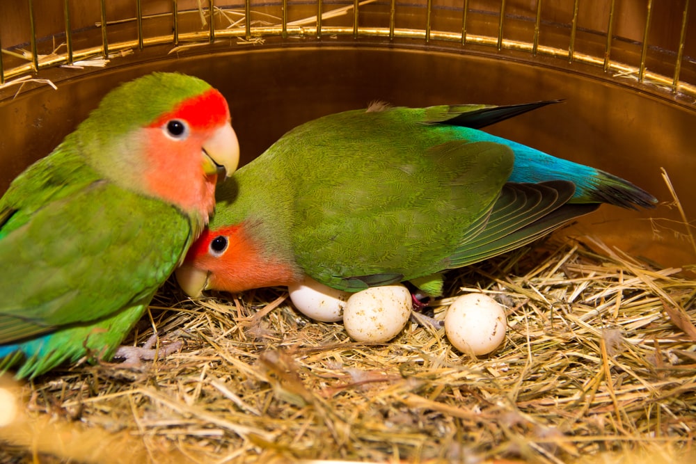 Two green birds close to each other