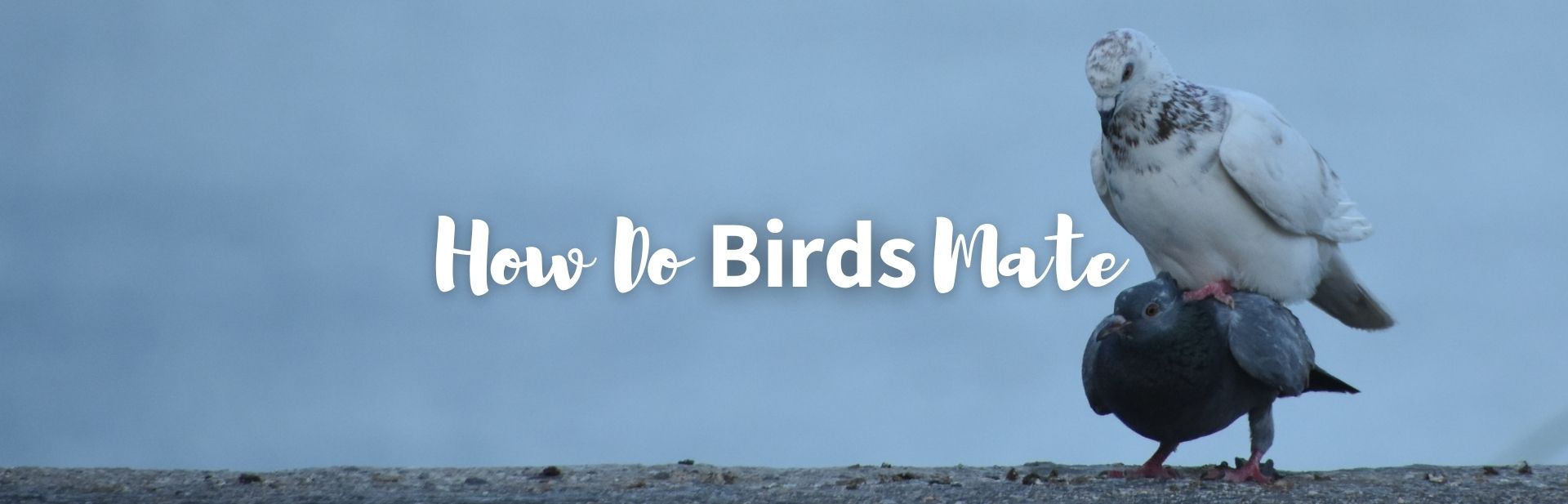 How do birds mate featured image