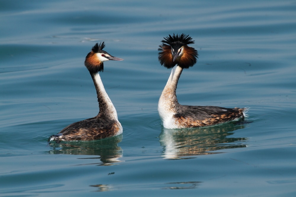 Two ducks courting each other on water