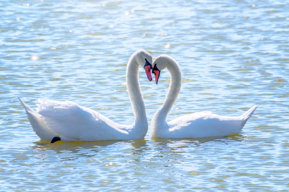 Two swan forming heart in the middle of a lake